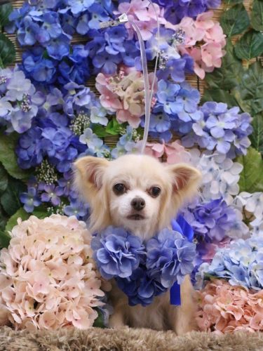 20250601チャッピーちゃん